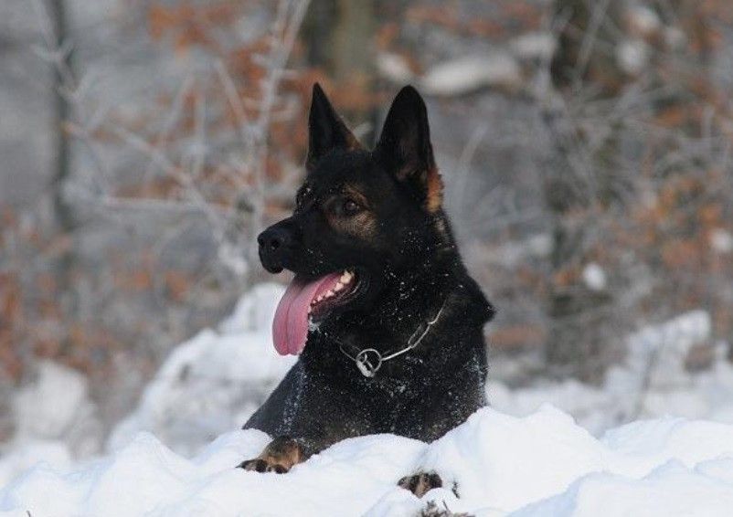 Publication : De l'anneau d'or