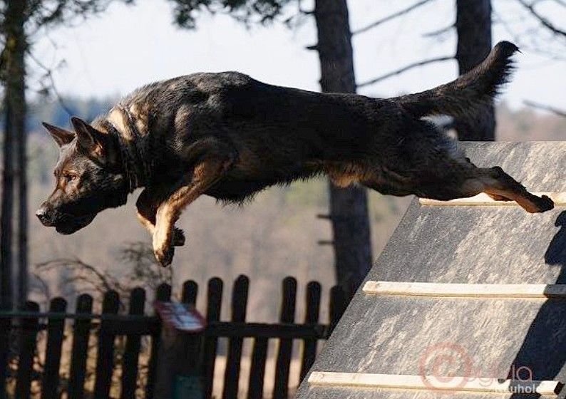 Publication : De l'anneau d'or