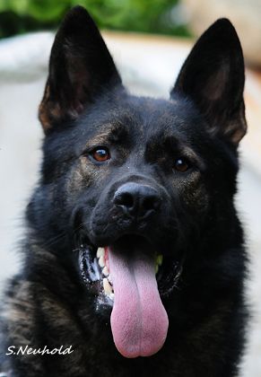 Publication : De l'anneau d'or