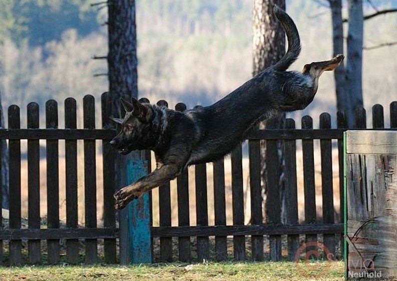 Publication : De l'anneau d'or