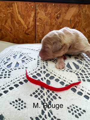 Les chiots de Hovawart