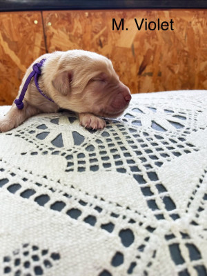 Les chiots de Hovawart
