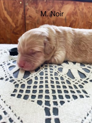 Les chiots de Hovawart