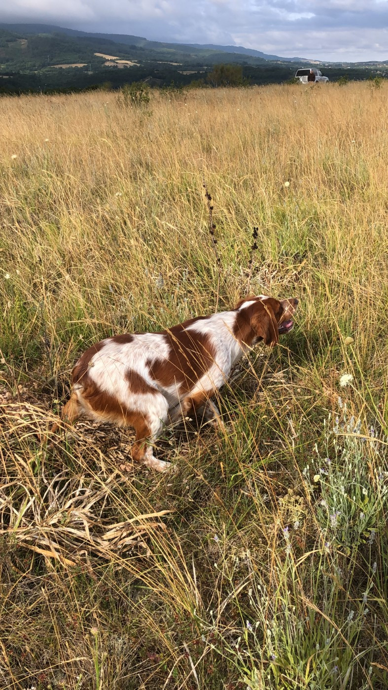 TR. Ulof De La Pointe De Roumagnac