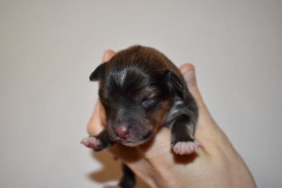 Les chiots de Shetland Sheepdog