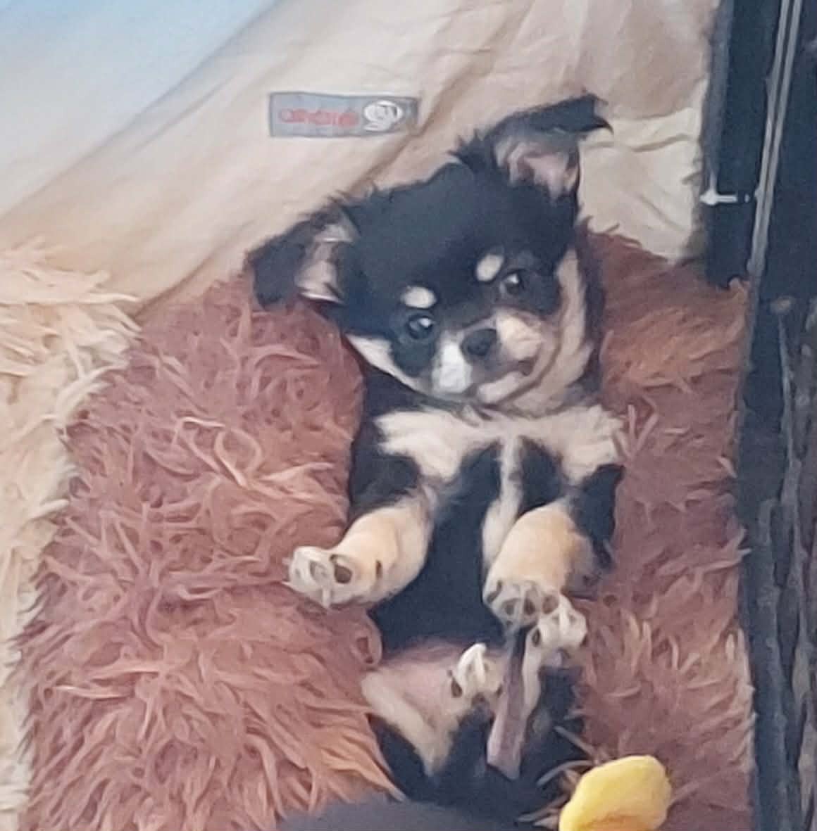 Chihuahua - Du Doux Mystère