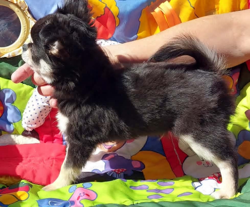 Chihuahua - Du Doux Mystère