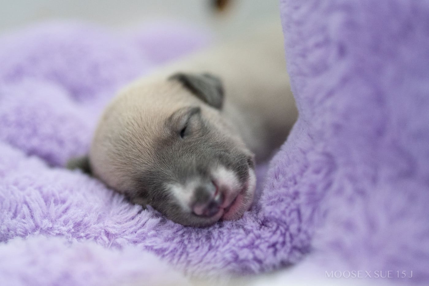 FEMELLE 1 - "Bamboo"