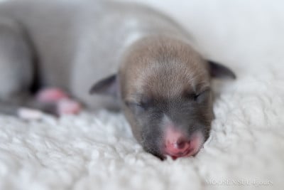 Les chiots de Whippet