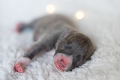Les chiots de Whippet