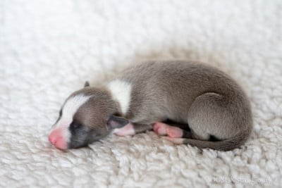 Les chiots de Whippet