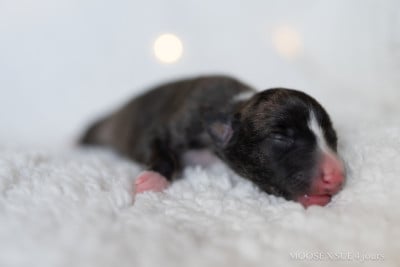 Les chiots de Whippet