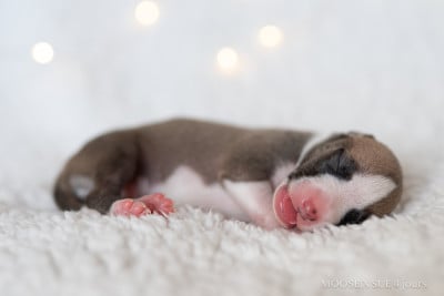 Les chiots de Whippet