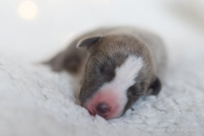 Les chiots de Whippet