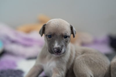 Les chiots de Whippet