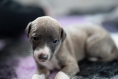Les chiots de Whippet
