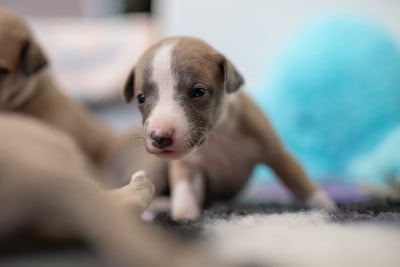Les chiots de Whippet