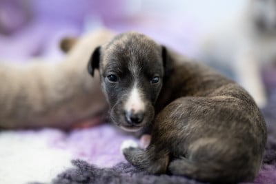 Les chiots de Whippet