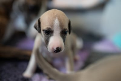 Les chiots de Whippet
