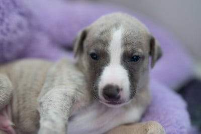 Les chiots de Whippet