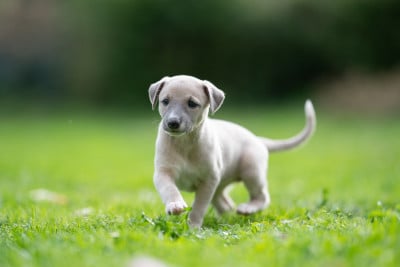 Les chiots de Whippet