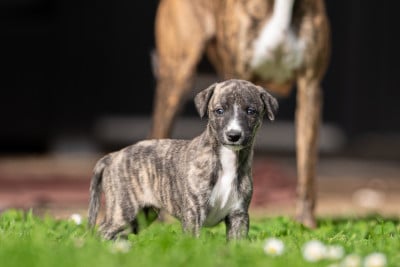 Les chiots de Whippet