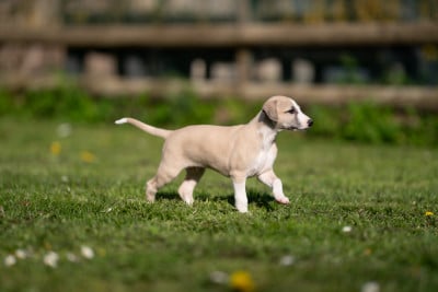 Les chiots de Whippet
