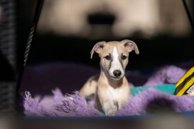Les chiots de Whippet