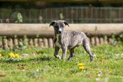 Les chiots de Whippet