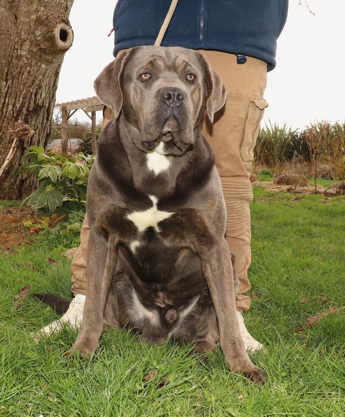 Vegas Du Domaine Des Vents Landais