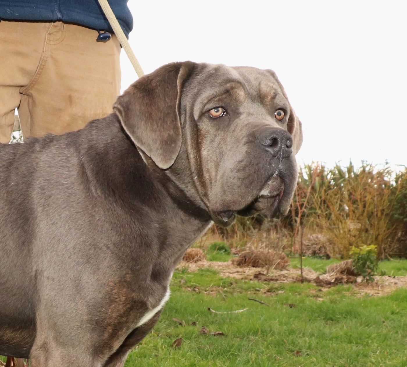 Vegas Du Domaine Des Vents Landais