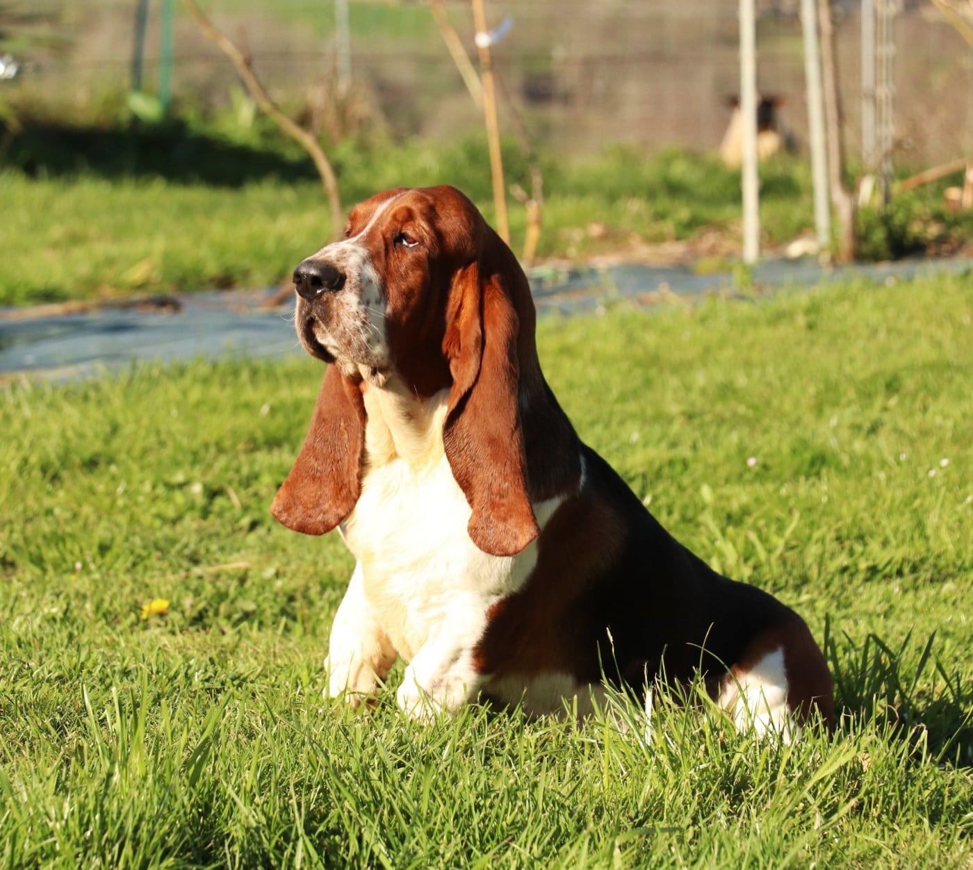victor Du Domaine Des Vents Landais