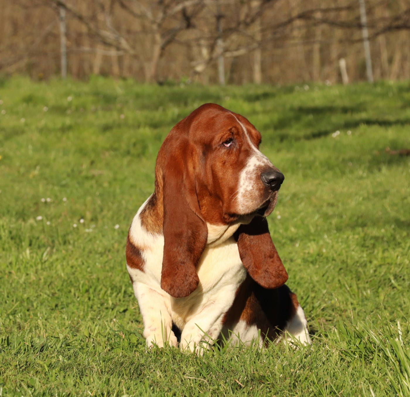 victor Du Domaine Des Vents Landais