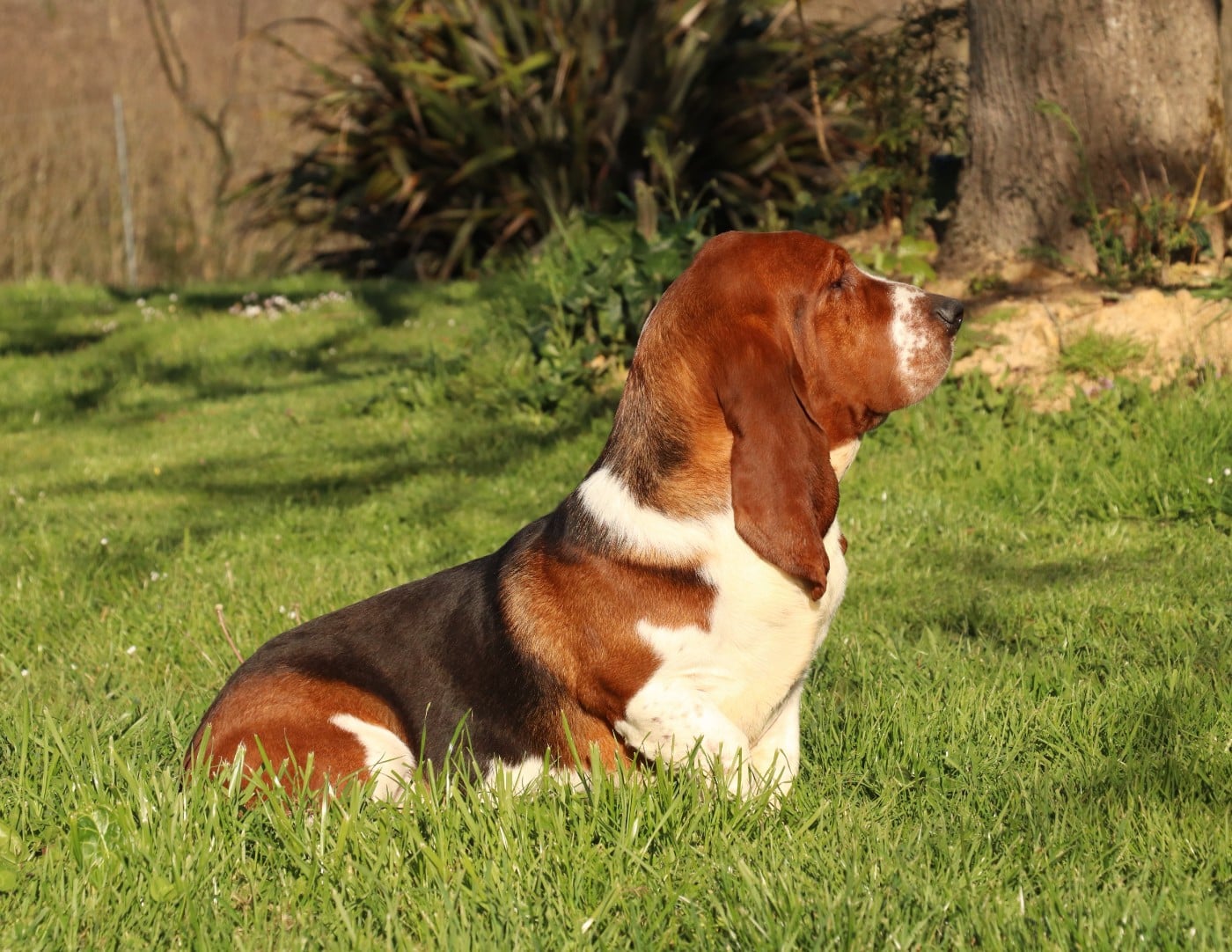 victor Du Domaine Des Vents Landais