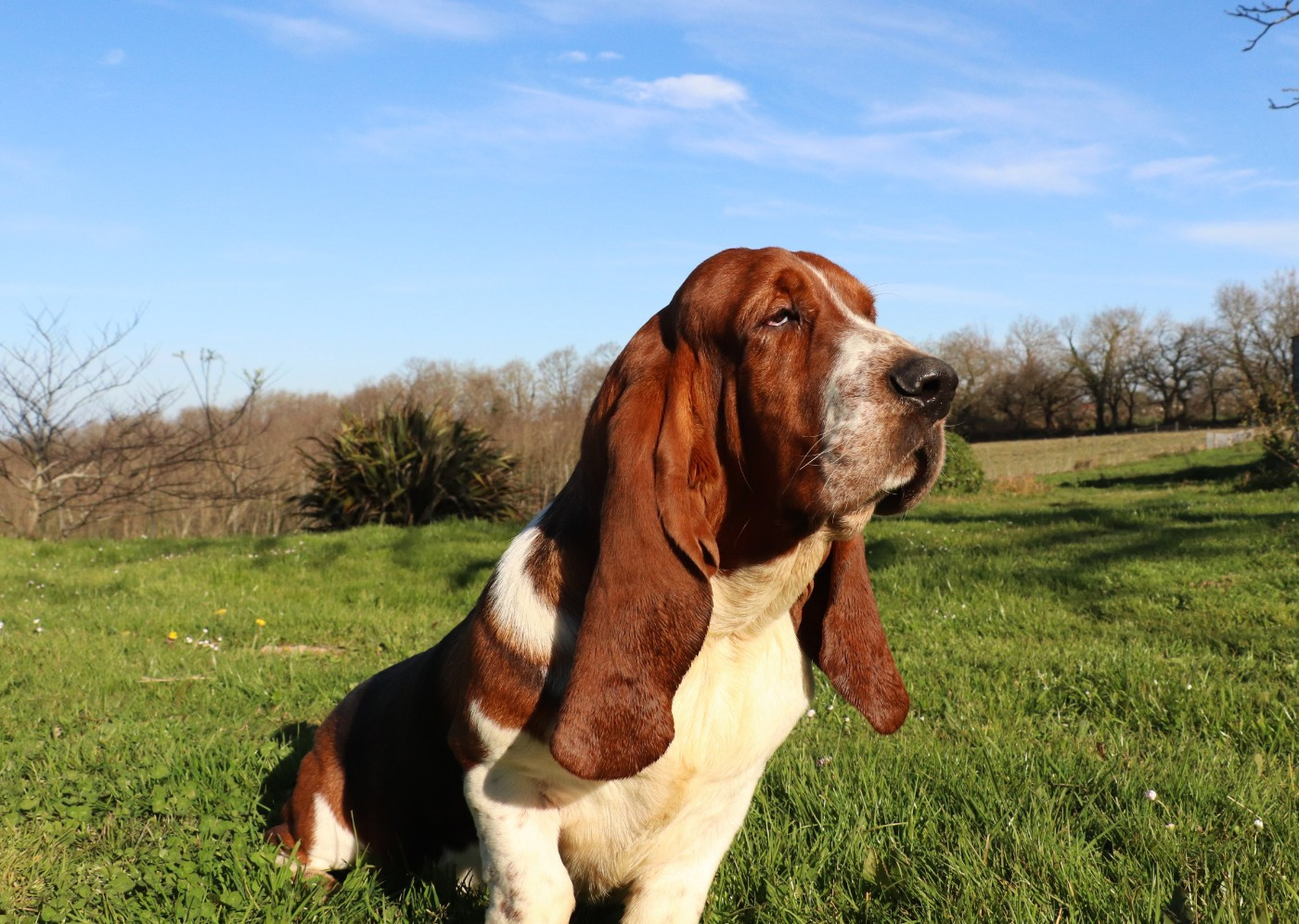 victor Du Domaine Des Vents Landais