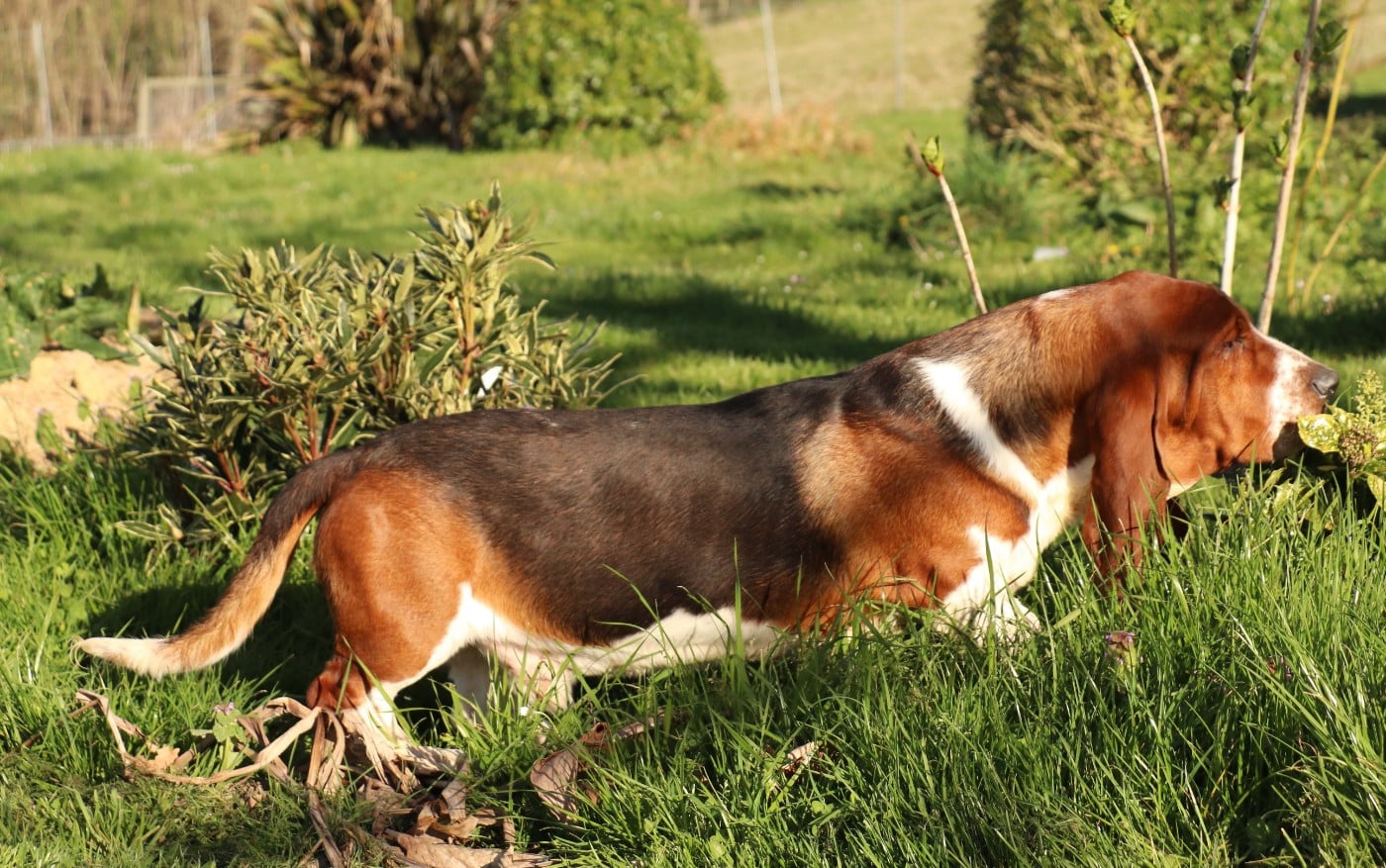 victor Du Domaine Des Vents Landais