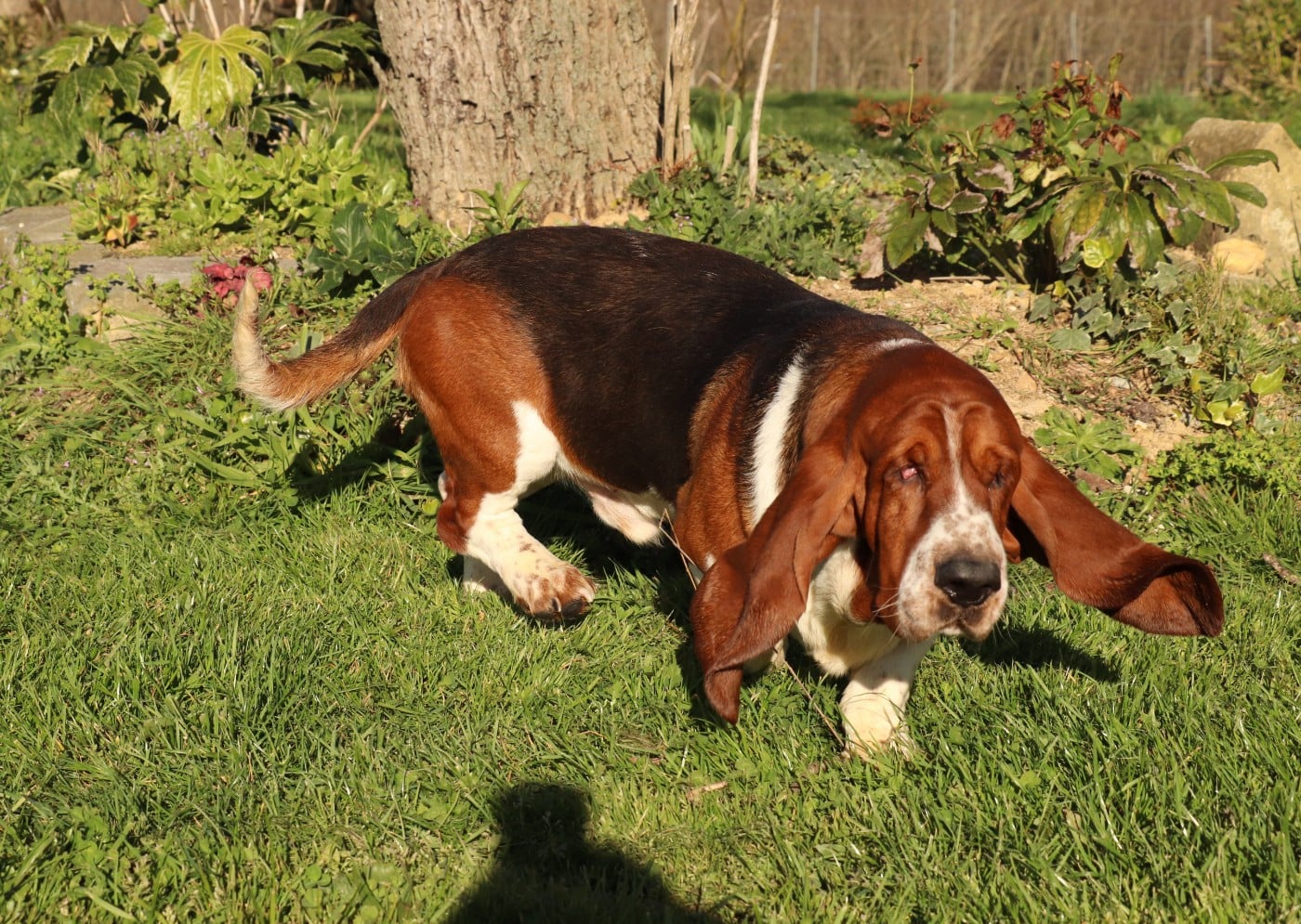 victor Du Domaine Des Vents Landais