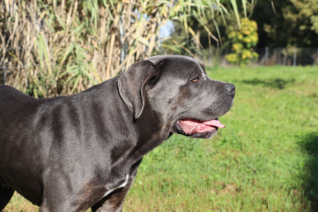 Vegas Du Domaine Des Vents Landais