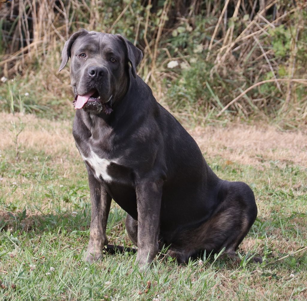 Volt Du Domaine Des Vents Landais