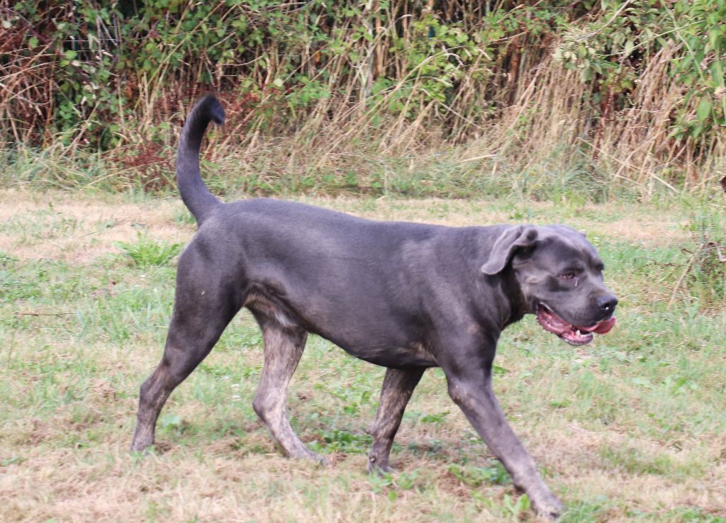 Volt Du Domaine Des Vents Landais