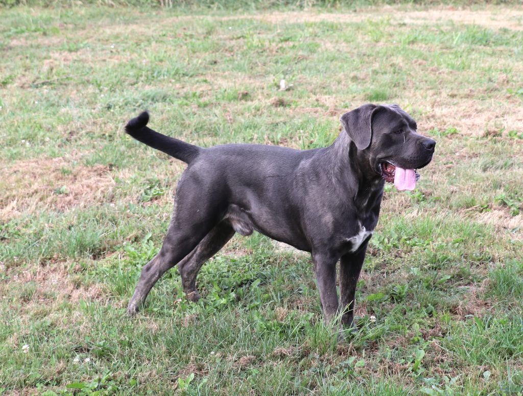 Volt Du Domaine Des Vents Landais