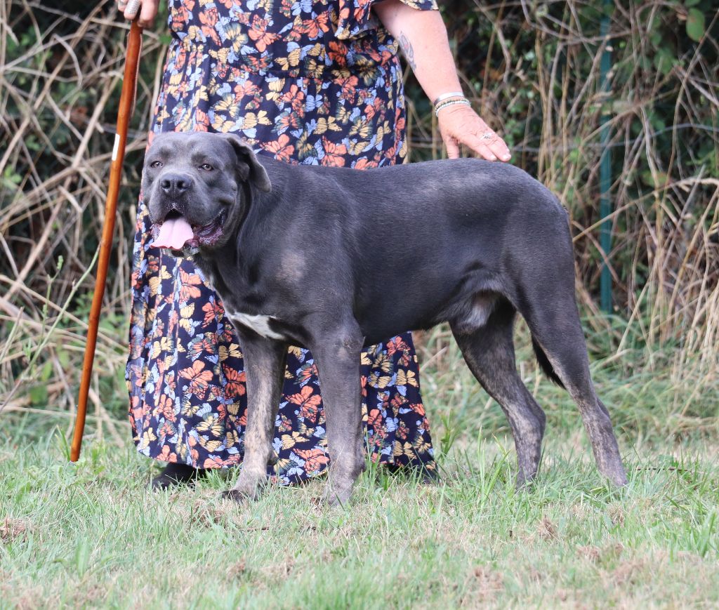 Volt Du Domaine Des Vents Landais