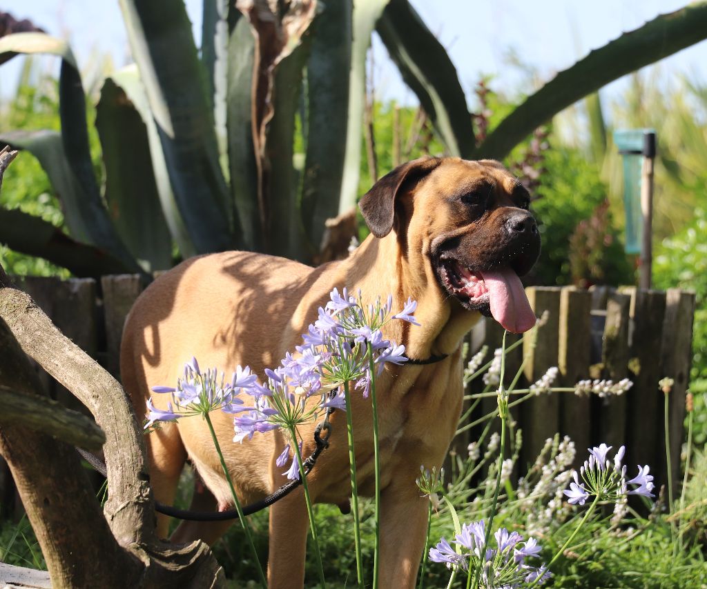 Umbala Du Domaine Des Vents Landais