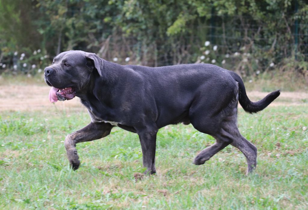 Volt Du Domaine Des Vents Landais