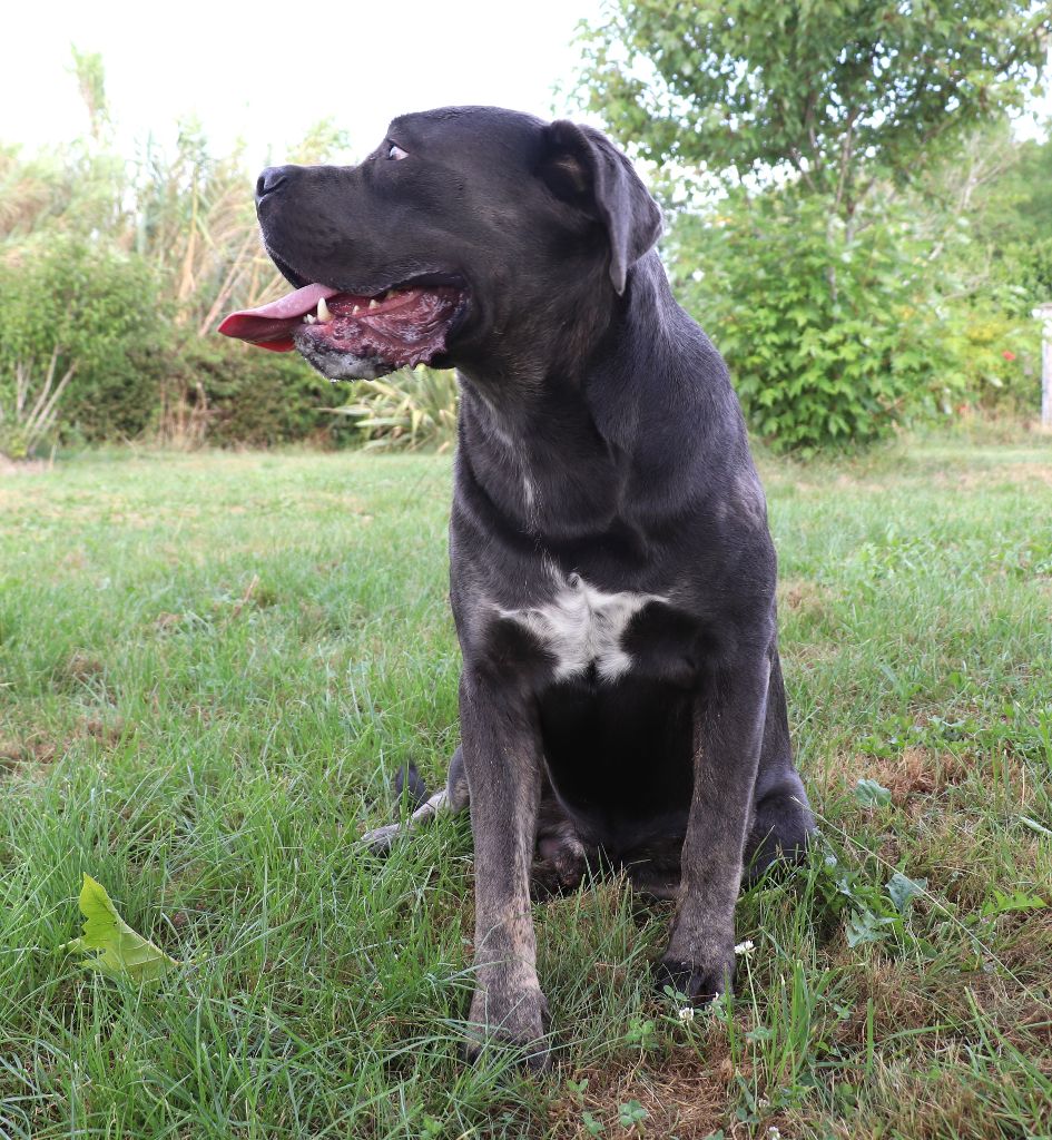Volt Du Domaine Des Vents Landais