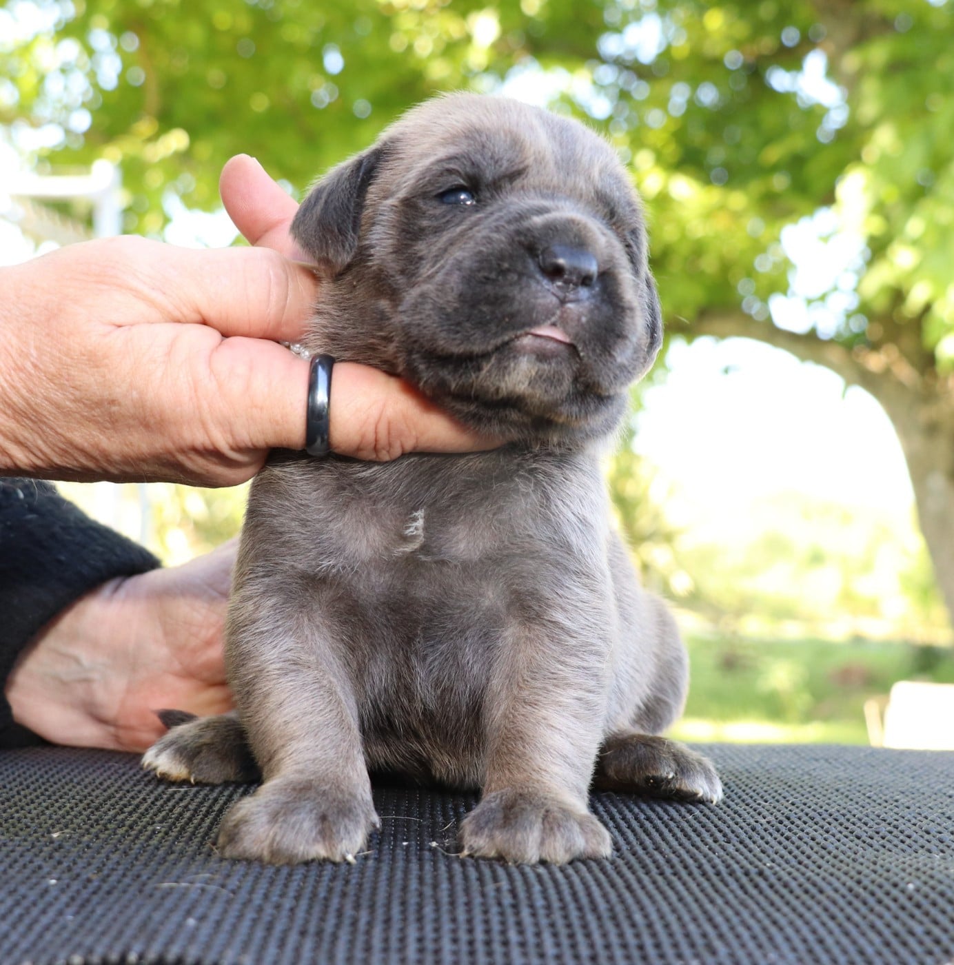 Chiot N°1