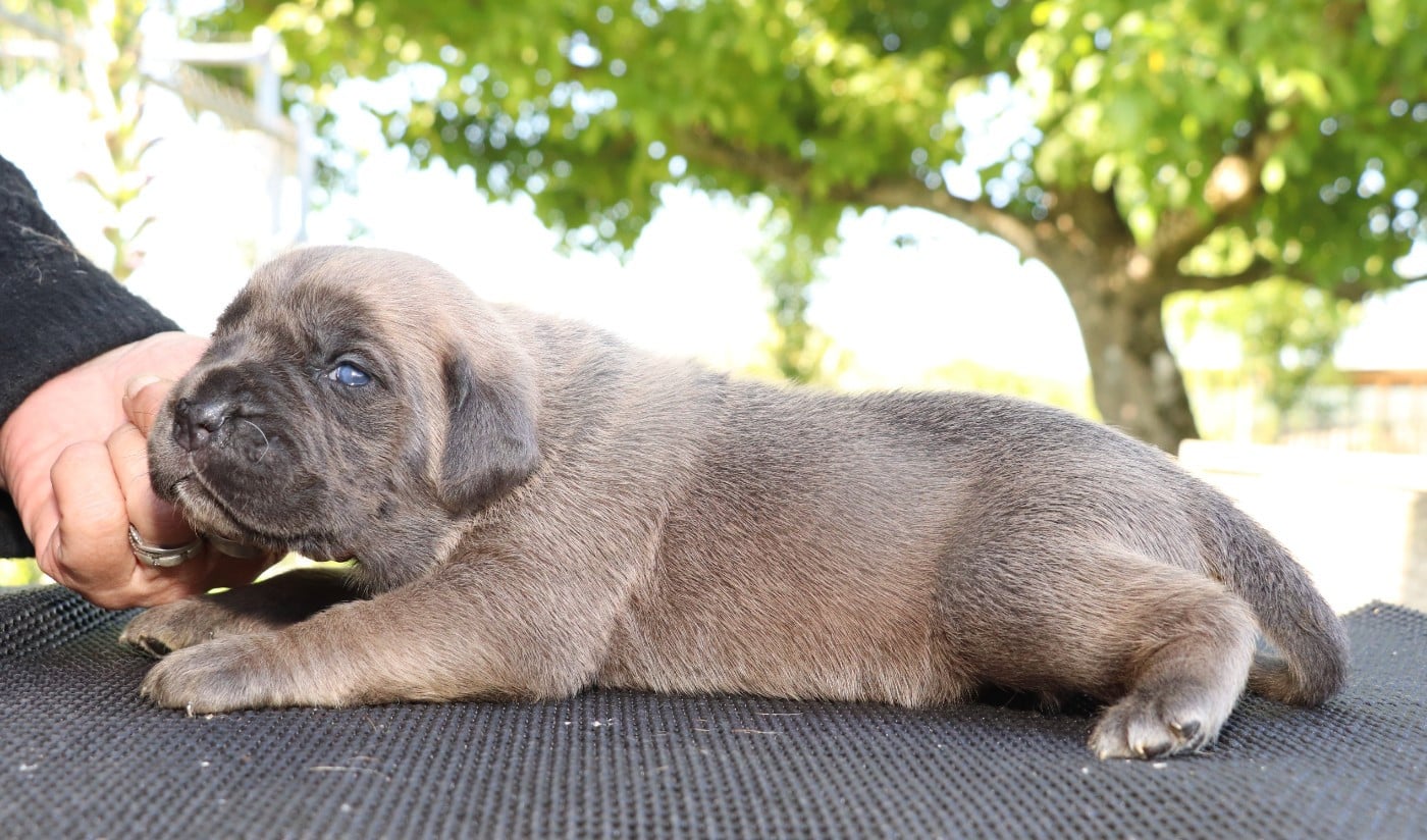 Chiot N°1