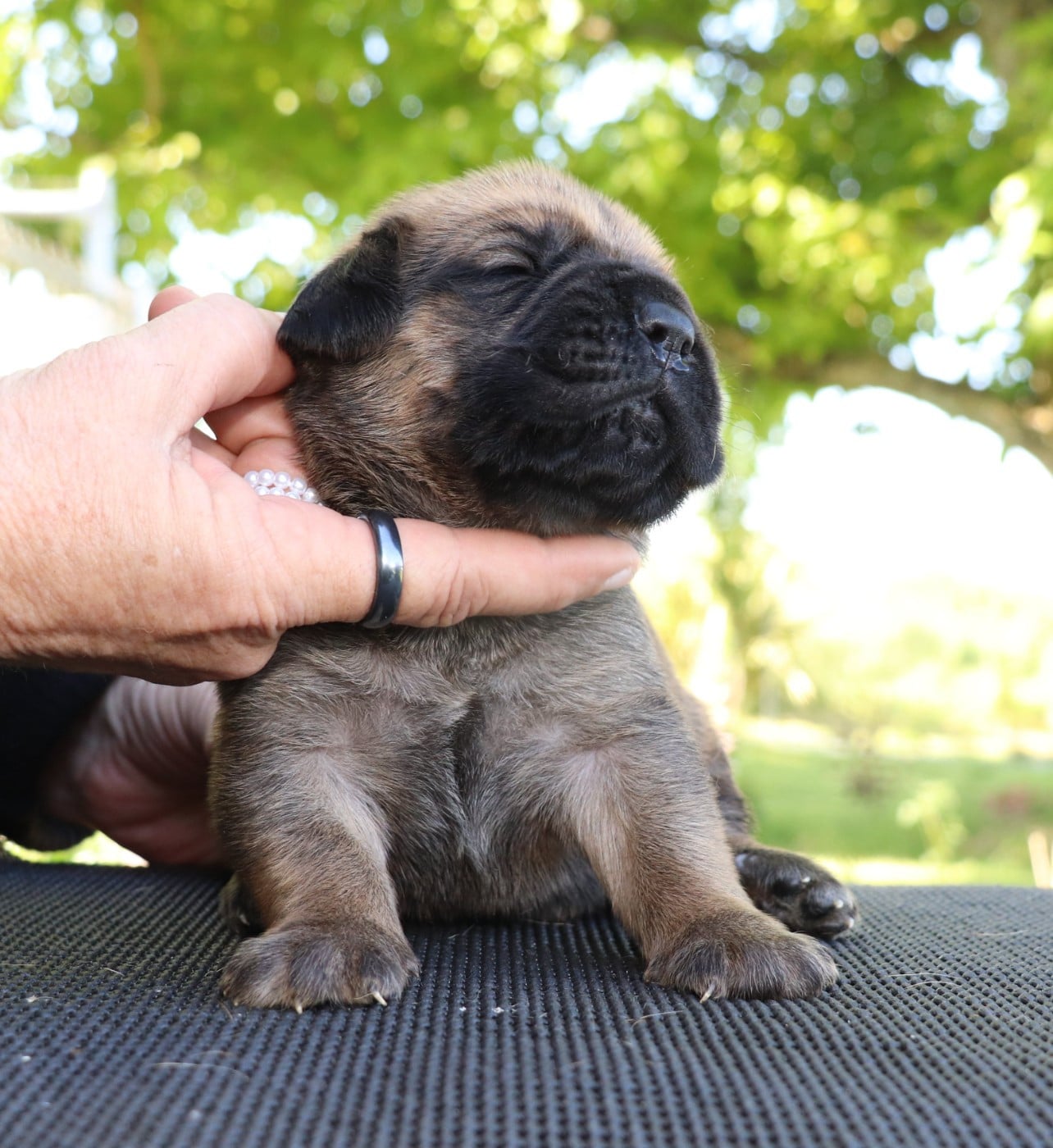 Chiot N°2