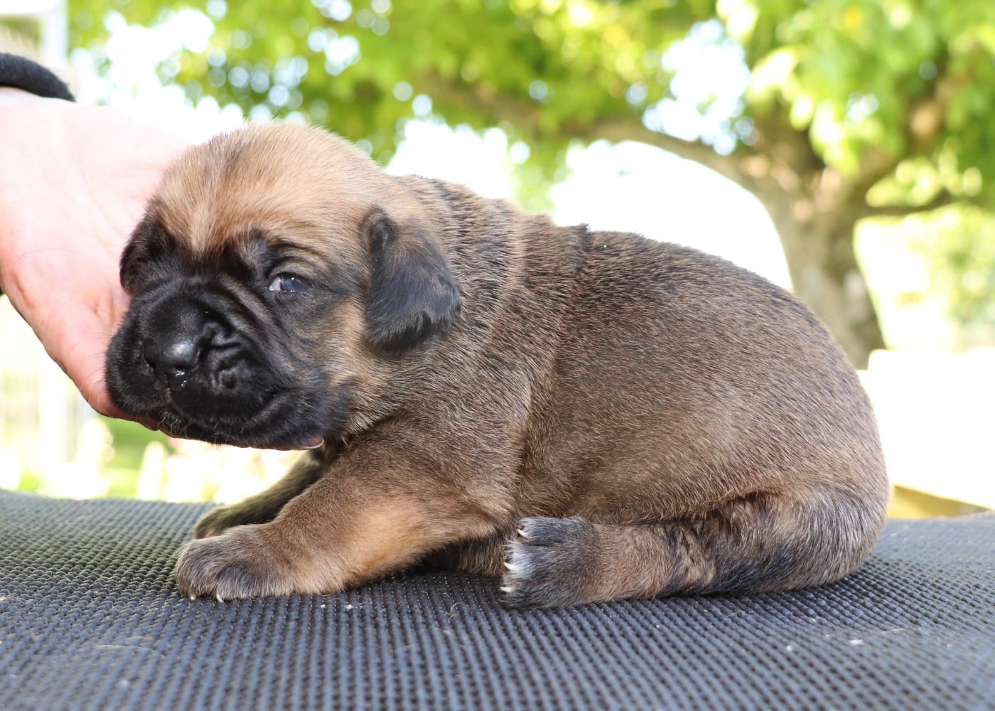 Chiot N°2