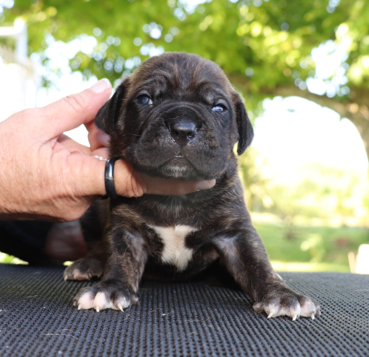 Chiot N°3